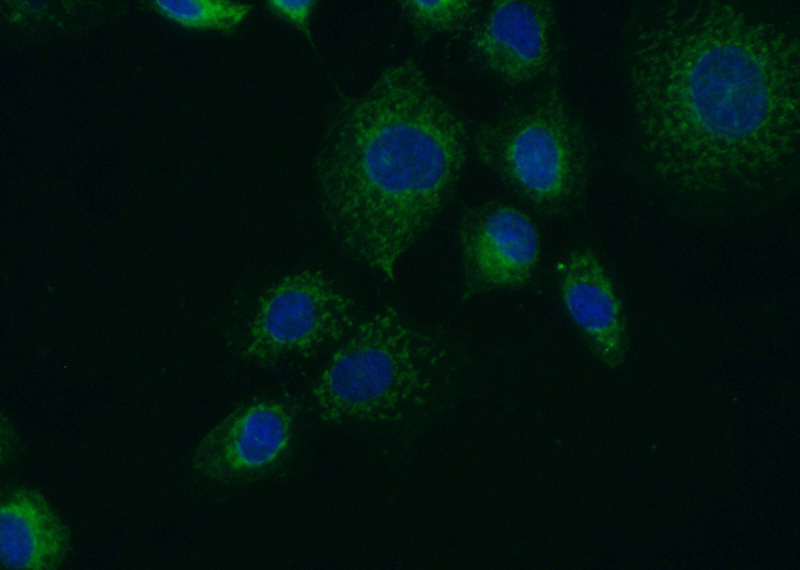 Immunofluorescent analysis of (-20oc Ethanol) fixed A431 cells using Catalog No:110747(FUT4 Antibody) at dilution of 1:50 and Alexa Fluor 488-congugated AffiniPure Goat Anti-Rabbit IgG(H+L)