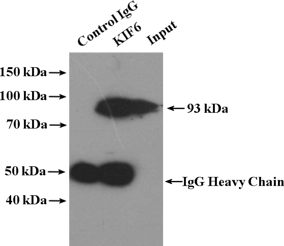 IP Result of anti-KIF6 (IP:Catalog No:112050, 4ug; Detection:Catalog No:112050 1:500) with mouse testis tissue lysate 4000ug.