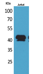 Fig1:; Western Blot analysis of Jurkat cells using BMP-8A Polyclonal Antibody.. Secondary antibody（catalog#：HA1001) was diluted at 1:20000