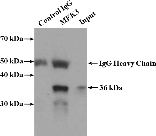 IP Result of anti-MAP2K3 (IP:Catalog No:112644, 4ug; Detection:Catalog No:112644 1:1000) with HeLa cells lysate 3200ug.