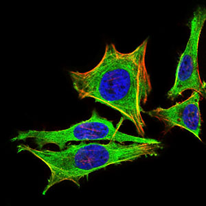 Immunofluorescence analysis of Hela cells using PRL mouse mAb (green). Blue