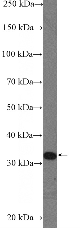 HepG2 cells were subjected to SDS PAGE followed by western blot with Catalog No:114619(RBM7 Antibody) at dilution of 1:1000
