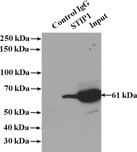 IP Result of anti-STIP1 (IP:Catalog No:115709, 4ug; Detection:Catalog No:115709 1:500) with Jurkat cells lysate 2400ug.
