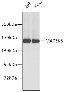 Western blot - MAP3K5 Polyclonal Antibody 