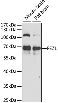 Western blot - FEZ1 Polyclonal Antibody 