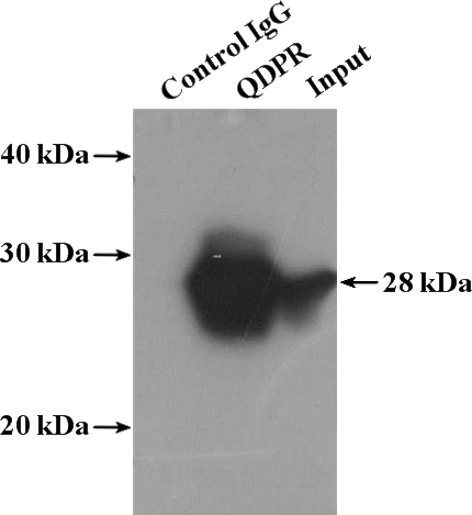 IP Result of anti-QDPR (IP:Catalog No:114366, 4ug; Detection:Catalog No:114366 1:1000) with mouse liver tissue lysate 4000ug.