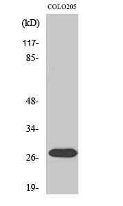 Fig1:; Western Blot analysis of various cells using NRIP3 Polyclonal Antibody