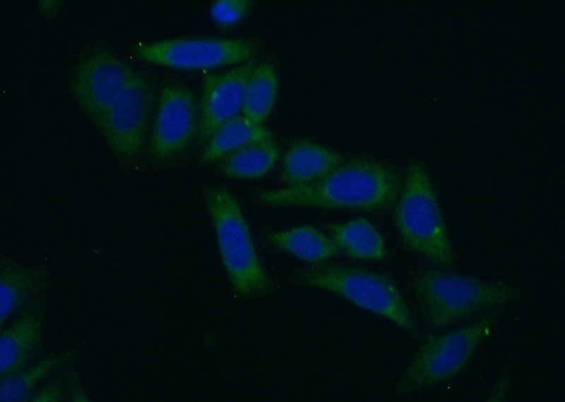 Immunofluorescent analysis of (10% Formaldehyde) fixed HepG2 cells using Catalog No:114886(RPL29 Antibody) at dilution of 1:50 and Alexa Fluor 488-congugated AffiniPure Goat Anti-Rabbit IgG(H+L)