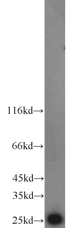 MCF7 cells were subjected to SDS PAGE followed by western blot with Catalog No:115997(TFAM antibody) at dilution of 1:1000