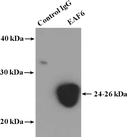 IP Result of anti-C1orf149 (IP:Catalog No:110163, 4ug; Detection:Catalog No:110163 1:500) with HepG2 cells lysate 3480ug.