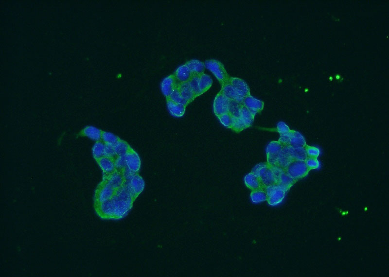 Immunofluorescent analysis of HEK-293 cells using Catalog No:110392(EPRS Antibody) at dilution of 1:50 and Alexa Fluor 488-congugated AffiniPure Goat Anti-Rabbit IgG(H+L)