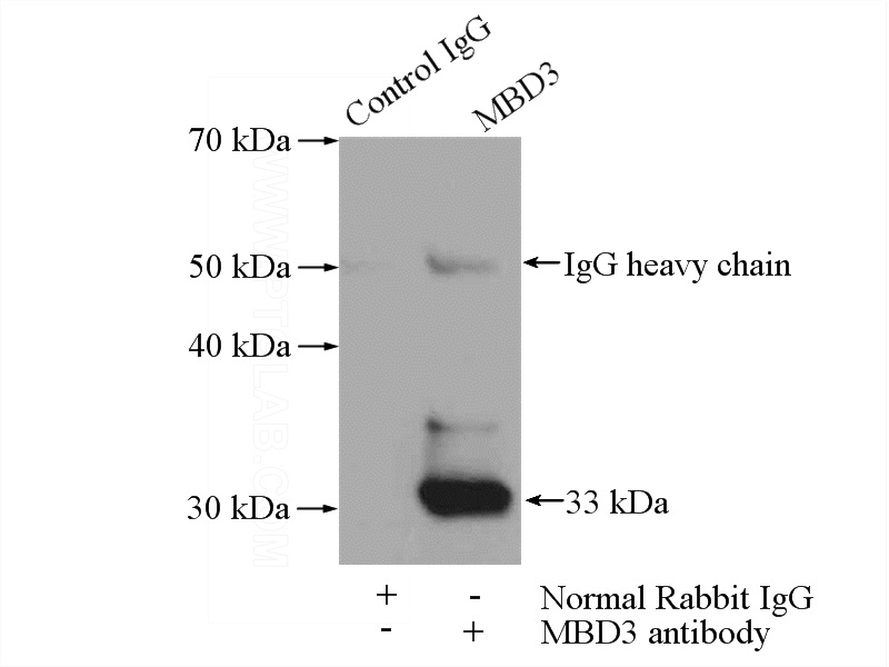 IP Result of anti-MBD3 (IP:Catalog No:112503, 4ug; Detection:Catalog No:112503 1:800) with mouse testis tissue lysate 4000ug.