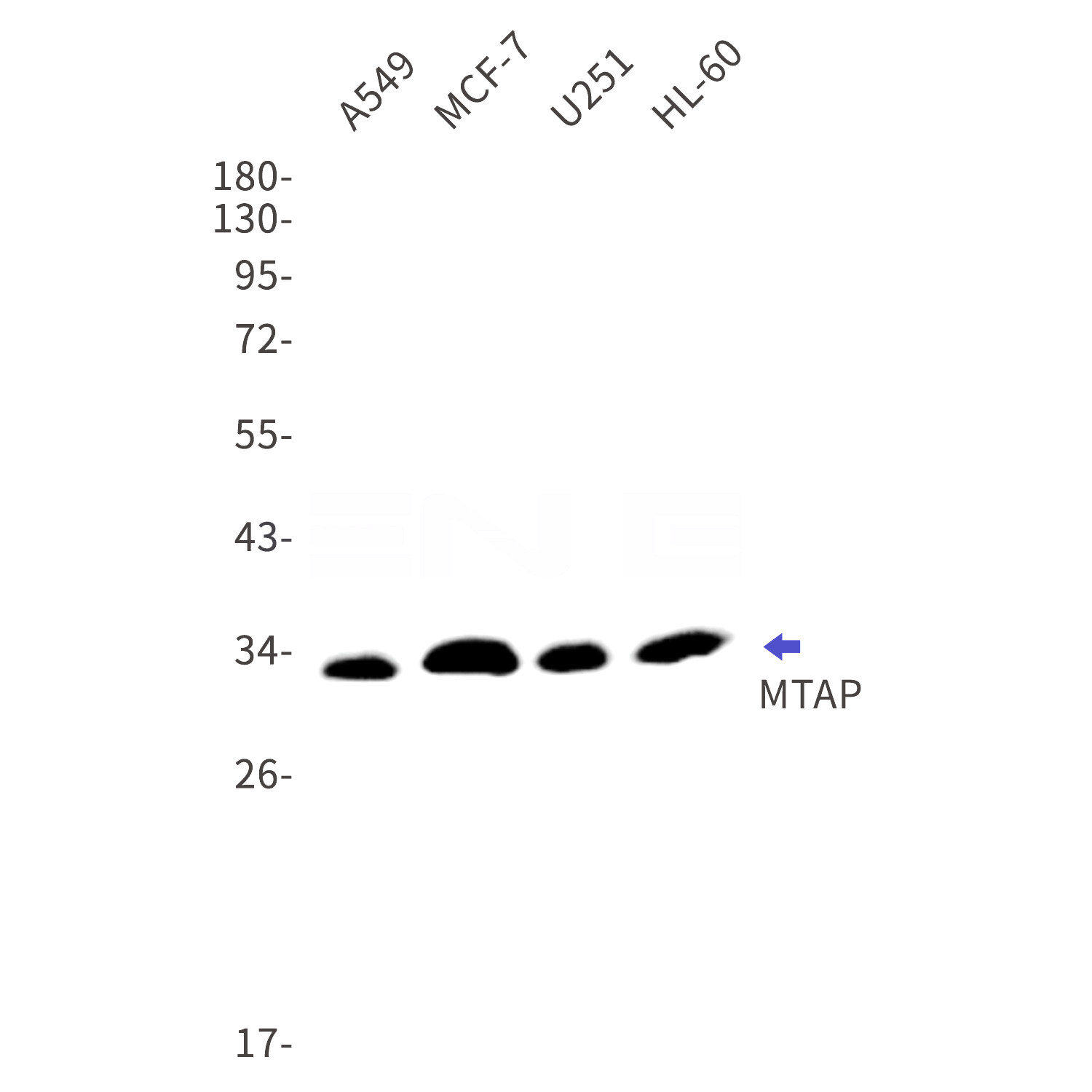 Western blot detection of MTAP in A549,MCF-7,U251,HL-60 cell lysates using MTAP Rabbit mAb(1:1000 diluted).Predicted band size:31kDa.Observed band size:31kDa.