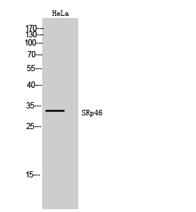 Fig1:; Western Blot analysis of HeLa cells using SRp46 Polyclonal Antibody cells nucleus extracted by Minute TM Cytoplasmic and Nuclear Fractionation kit (SC-003,Inventbiotech,MN,USA).