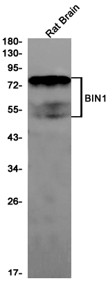 Western blot detection of BIN1 in Rat Brain lysates using BIN1 Rabbit pAb(1:1000 diluted).Predicted band size:65kDa.Observed band size:45-80kDa.