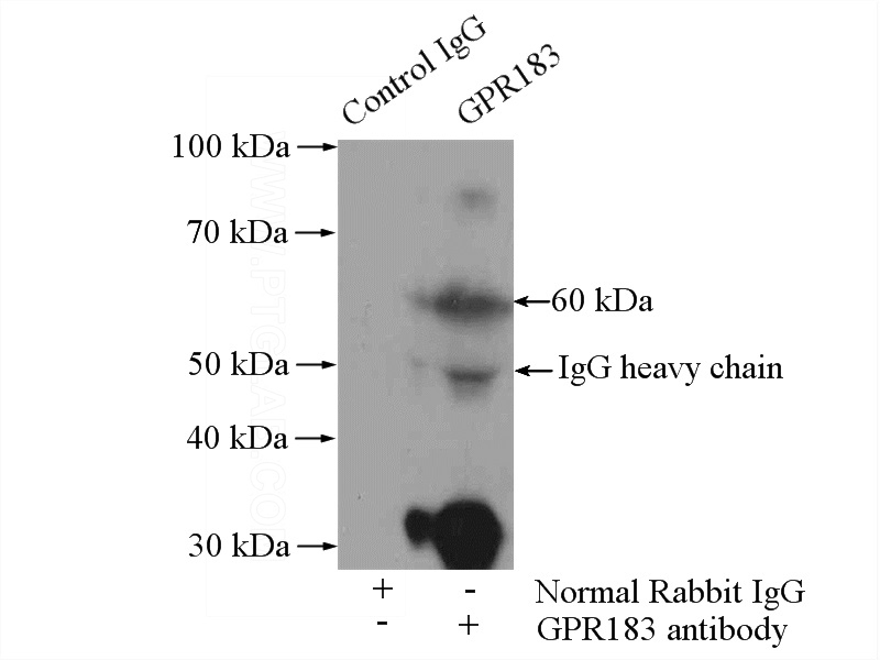 IP Result of anti-GPR183 (IP:Catalog No:111121, 4ug; Detection:Catalog No:111121 1:500) with mouse lung tissue lysate 4000ug.