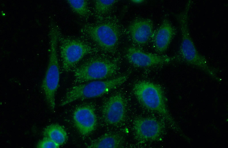 Immunofluorescent analysis of (-20oc Ethanol) fixed HeLa cells using Catalog No:114107(PPP2R5E Antibody) at dilution of 1:50 and Alexa Fluor 488-congugated AffiniPure Goat Anti-Rabbit IgG(H+L)