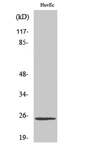 Fig1:; Western Blot analysis of various cells using TCEAL6 Polyclonal Antibody cells nucleus extracted by Minute TM Cytoplasmic and Nuclear Fractionation kit (SC-003,Inventbiotech,MN,USA).