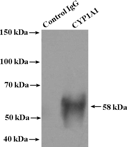 IP Result of anti-CYP1A1 (IP:Catalog No:109683, 4ug; Detection:Catalog No:109683 1:1000) with mouse lung tissue lysate 3600ug.