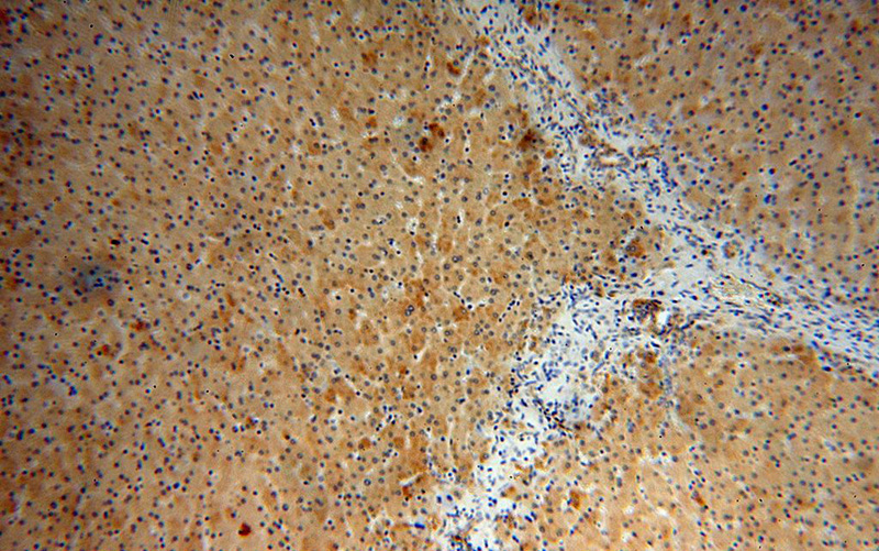 Immunohistochemical of paraffin-embedded human liver using Catalog No:111953(ITM2A antibody) at dilution of 1:50 (under 10x lens)