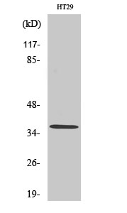 Fig1:; Western Blot analysis of various cells using Olfactory receptor 51T1 Polyclonal Antibody