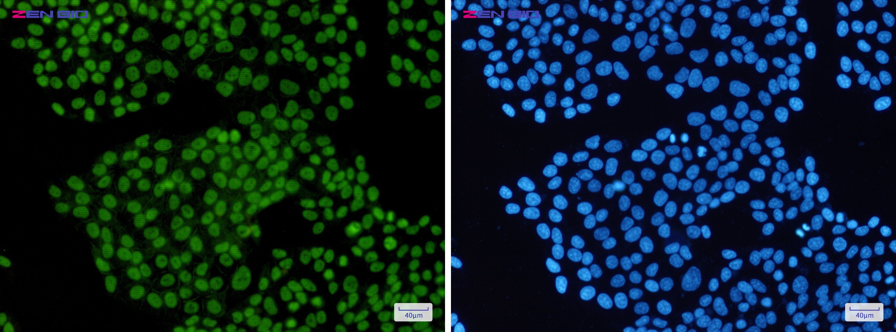 Immunocytochemistry of SA2(green) in Hela cells using SA2 Rabbit pAb at dilution 1/50, and DAPI(blue)