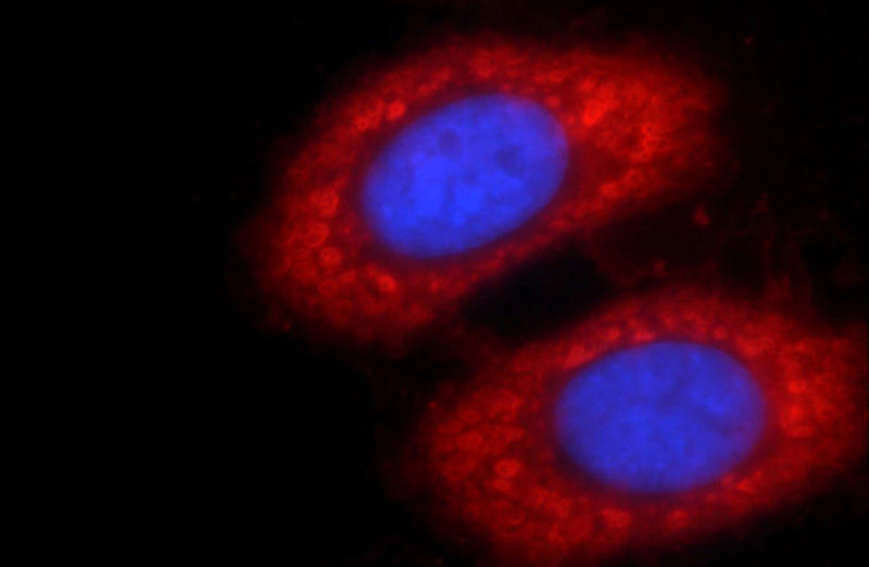 Immunofluorescent analysis of HepG2 cells using Catalog No:110252(ENO1 Antibody) at dilution of 1:50 and Rhodamine-Goat anti-Rabbit IgG