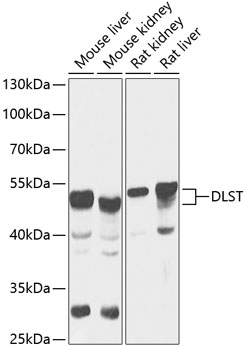Western blot - DLST Polyclonal Antibody 