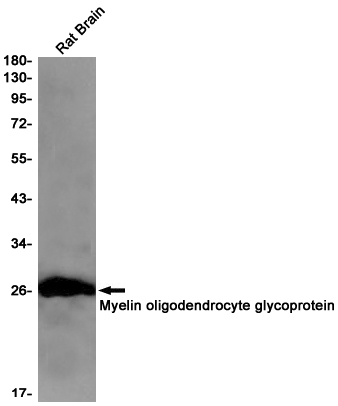 Western blot detection of Myelin oligodendrocyte glycoprotein in Rat Brain lysates using Myelin oligodendrocyte glycoprotein Rabbit pAb(1:1000 diluted).Predicted band size:28kDa.Observed band size:28kDa.