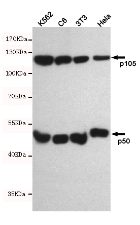 Western blot detection of NF-u03baB1 p105/p50 in K562, C6, 3T3 and Hela cell lysates using NF-u03baB1 p105/p50 mouse mAb(dilution 1:500).Predicted band size:120, 50kDa.Observed band size:120, 50kDa.