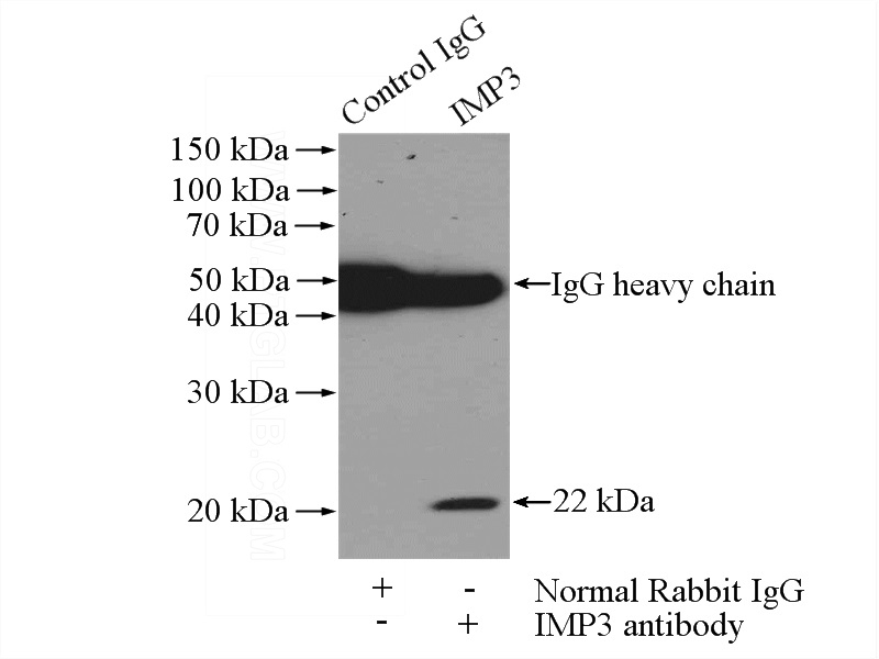 IP Result of anti-IMP3 (IP:Catalog No:111758, 3ug; Detection:Catalog No:111758 1:500) with HeLa cells lysate 1200ug.
