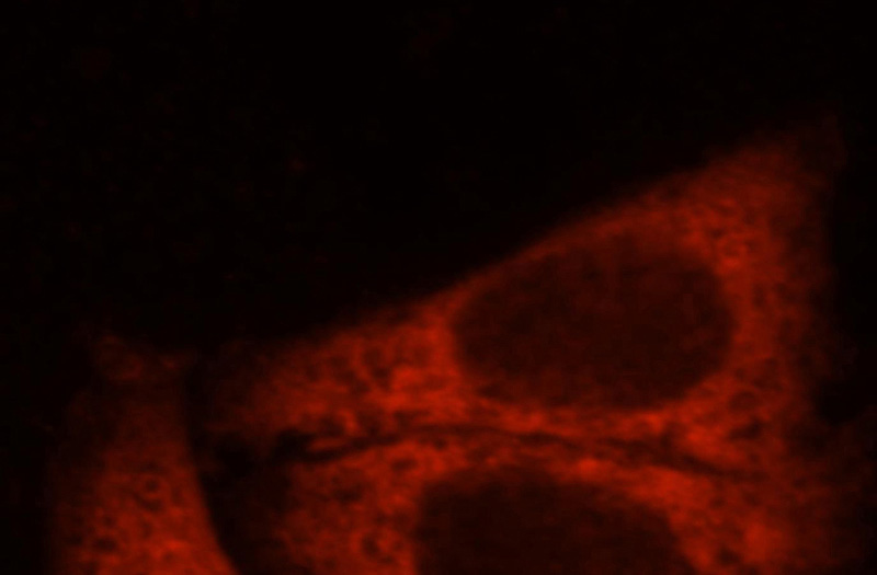 Immunofluorescent analysis of HepG2 cells, using DNAJC5B antibody Catalog No:109950 at 1:25 dilution and Rhodamine-labeled goat anti-rabbit IgG (red).