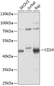 Western blot - CD24 Polyclonal Antibody 