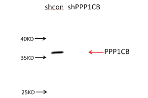 NIH3T3 cells were subjected to SDS PAGE followed by western blot with Catalog No:114143(PPP1CB antibody) at dilution of 1:1500