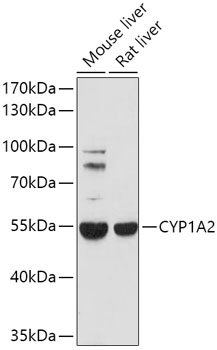 Western blot - CYP1A2 Polyclonal Antibody 