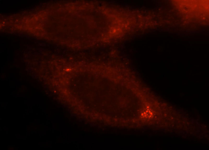 Immunofluorescent analysis of HepG2 cells, using ANXA9 antibody Catalog No:108111 at 1:25 dilution and Rhodamine-labeled goat anti-rabbit IgG (red).