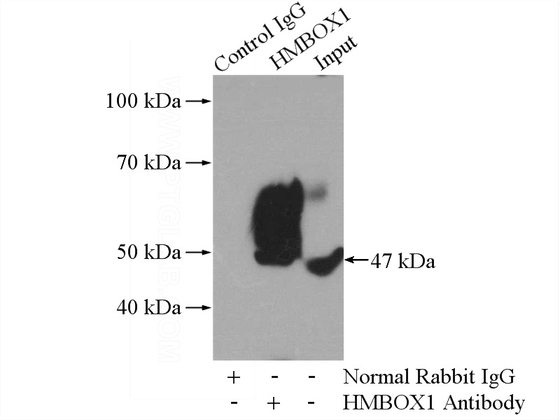IP Result of anti-HMBOX1 (IP:Catalog No:111436, 4ug; Detection:Catalog No:111436 1:1000) with mouse brain tissue lysate 3440ug.