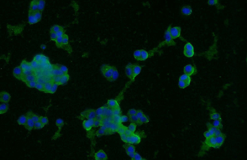 Immunofluorescent analysis of PC-12 cells using Catalog No:107614(Synaptophysin; SYP Antibody) at dilution of 1:25 and Alexa Fluor 488-congugated AffiniPure Goat Anti-Mouse IgG(H+L)