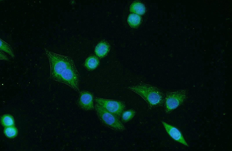 Immunofluorescent analysis of HeLa cells using Catalog No:116767(VNN2 Antibody) at dilution of 1:50 and Alexa Fluor 488-congugated AffiniPure Goat Anti-Rabbit IgG(H+L)