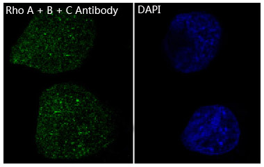 Immunofluorescent analysis of Hela cells, using Rho A + B + C Antibody .