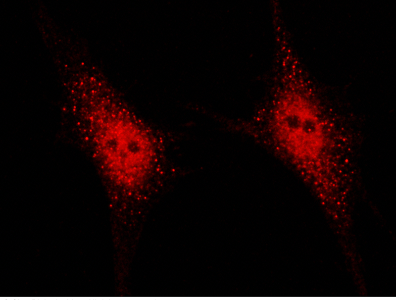 SENP8 Antibody, Rabbit PAb, Antigen Affinity Purified, Immunofluorescence