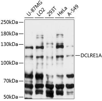 Western blot - DCLRE1A Polyclonal Antibody 