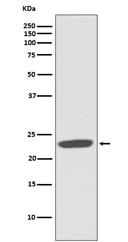 Western blot analysis of CD81 expression in Ramos cell lysate.