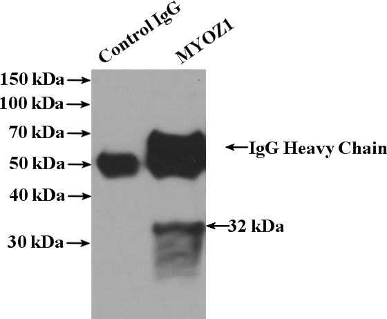 IP Result of anti-MYOZ1 (IP:Catalog No:112997, 4ug; Detection:Catalog No:112997 1:500) with mouse skeletal muscle tissue lysate 4000ug.