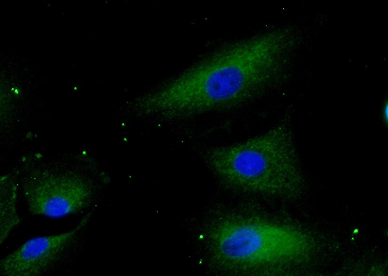 Immunofluorescent analysis of (-20oc Ethanol) fixed A549 cells using Catalog No:112243(LIPH Antibody) at dilution of 1:25 and Alexa Fluor 488-congugated AffiniPure Goat Anti-Rabbit IgG(H+L)