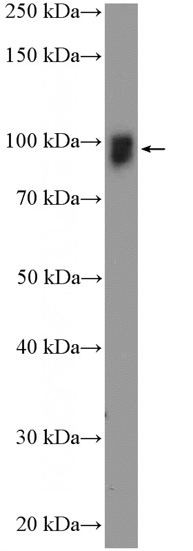 HepG2 cells were subjected to SDS PAGE followed by western blot with Catalog No:116032(TGOLN2,TGN46 Antibody) at dilution of 1:600