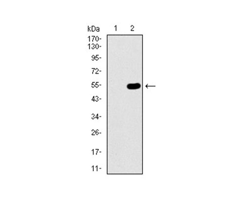 Fig2: Western blot analysis of WHSC2 on HEK293 (1) and WHSC2-hIgGFc transfected HEK293 (2) cell lysate using anti-WHSC2 antibody at 1/1,000 dilution.