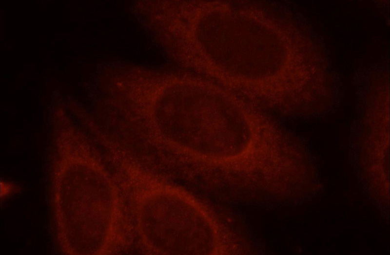 Immunofluorescent analysis of HepG2 cells, using SH3GLB1 antibody Catalog No:117143 at 1:25 dilution and Rhodamine-labeled goat anti-rabbit IgG (red).