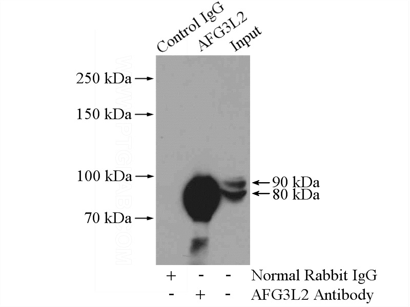 IP Result of anti-AFG3L2 (IP:Catalog No:107908, 4ug; Detection:Catalog No:107908 1:1000) with mouse kidney tissue lysate 4000ug.