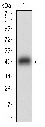 Western blot analysis using DAPK3 mAb against human DAPK3 (AA